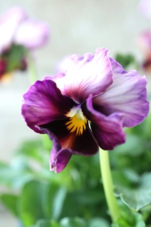 画像1: Nouvelle Vague〜ヌーヴェルヴァーグ〜 No.11