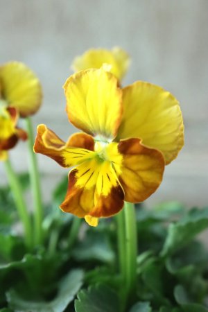 画像2: Nouvelle Vague〜ヌーヴェルヴァーグ〜 No.39