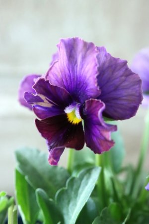 画像2: Nouvelle Vague〜ヌーヴェルヴァーグ〜 No.35