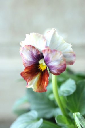 画像2: Nouvelle Vague〜ヌーヴェルヴァーグ〜 No.4