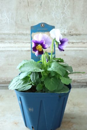 画像4: Nouvelle Vague〜ヌーヴェルヴァーグ〜 No.9