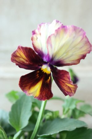 画像4: Nouvelle Vague〜ヌーヴェルヴァーグ〜 No.29