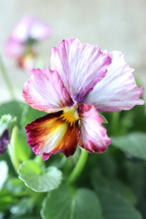 画像1: Nouvelle Vague〜ヌーヴェルヴァーグ〜 No.25