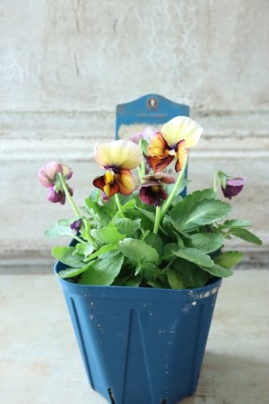 画像5: Nouvelle Vague〜ヌーヴェルヴァーグ〜 No.22