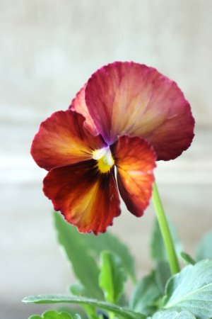 画像3: Nouvelle Vague〜ヌーヴェルヴァーグ〜 No.27