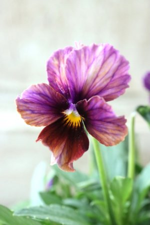 画像4: Nouvelle Vague〜ヌーヴェルヴァーグ〜 No.16