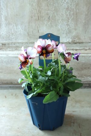 画像5: Nouvelle Vague〜ヌーヴェルヴァーグ〜 No.11