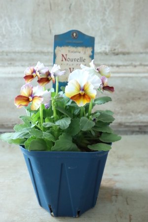 画像5: Nouvelle Vague〜ヌーヴェルヴァーグ〜 No.37