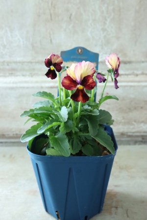 画像5: Nouvelle Vague〜ヌーヴェルヴァーグ〜 No.8