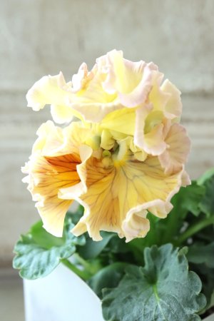 画像3: パンジー〜彩翠華・yuragi〜 No.4