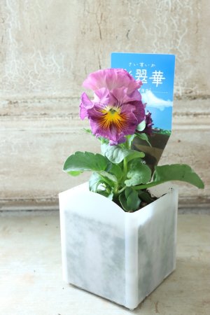 画像4: パンジー〜彩翠華・yuragi〜 No.19