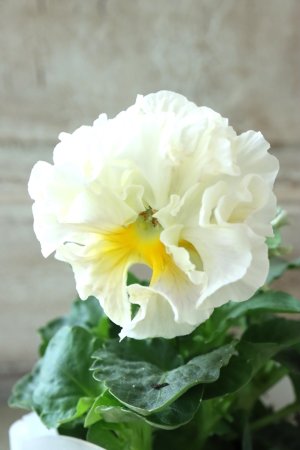 画像3: パンジー〜彩翠華・yuragi〜 No.13