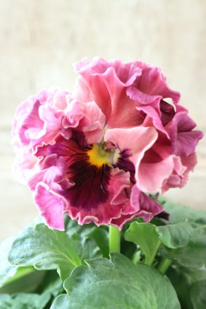 画像5: Robe de Antoinette Rococo〜ローブ・ドゥ・アントワネット ロココ〜 No.39