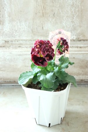 画像5: Robe de Antoinette Rococo〜ローブ・ドゥ・アントワネット ロココ〜 No.40