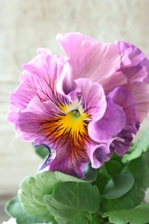 画像2: パンジー〜彩翠華・yuragi〜 No.14