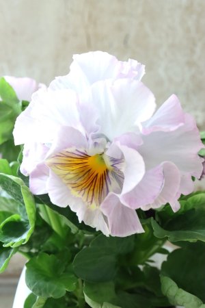 画像3: パンジー〜彩翠華・yuragi〜 No.12