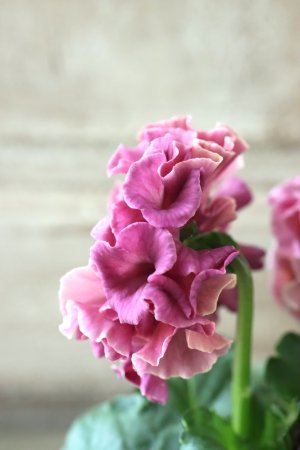 画像6: Robe de Antoinette Rococo〜ローブ・ドゥ・アントワネット ロココ〜 No.39