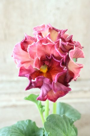 画像2: Robe de Antoinette Rococo〜ローブ・ドゥ・アントワネット ロココ〜 No.38