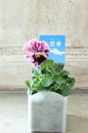 画像4: パンジー〜彩翠華・yuragi〜 No.1