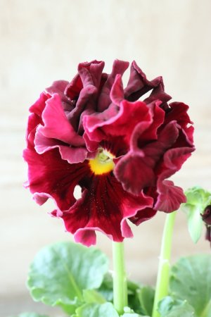 画像3: Robe de Antoinette Rococo〜ローブ・ドゥ・アントワネット ロココ〜 No.37