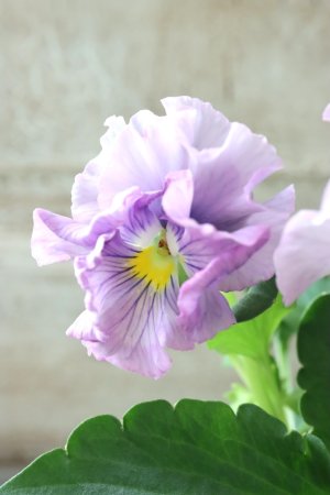 画像3: パンジー〜彩翠華・yuragi〜 No.7