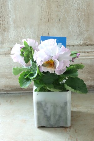 画像4: パンジー〜彩翠華・yuragi〜 No.12