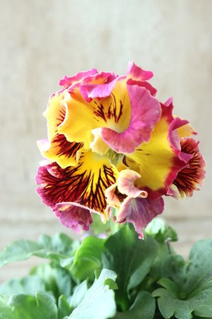 画像2: パンジー〜彩翠華・yuragi〜 No.17