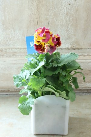 画像4: パンジー〜彩翠華・yuragi〜 No.17