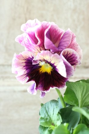 画像1: パンジー〜彩翠華・yuragi〜 No.1