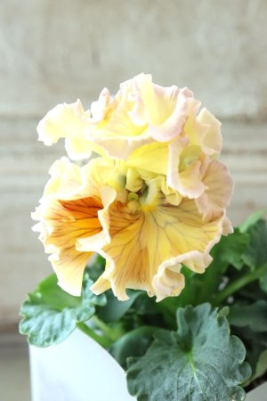 画像1: パンジー〜彩翠華・yuragi〜 No.4