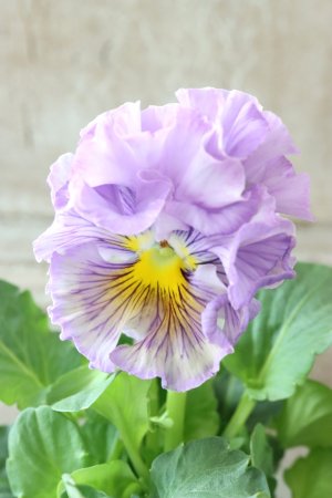 画像2: パンジー〜彩翠華・yuragi〜 No.10