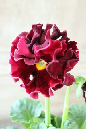 画像2: Robe de Antoinette Rococo〜ローブ・ドゥ・アントワネット ロココ〜 No.37