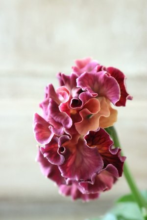 画像4: Robe de Antoinette Rococo〜ローブ・ドゥ・アントワネット ロココ〜 No.40