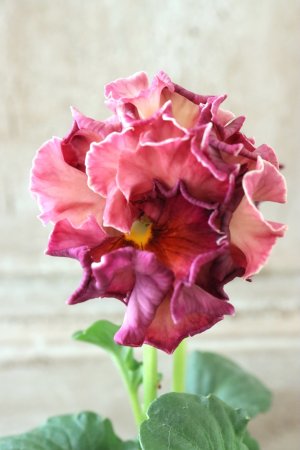 画像3: Robe de Antoinette Rococo〜ローブ・ドゥ・アントワネット ロココ〜 No.38