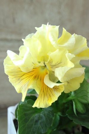 画像3: パンジー〜彩翠華・yuragi〜 No.2