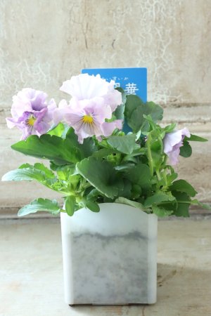 画像4: パンジー〜彩翠華・yuragi〜 No.7