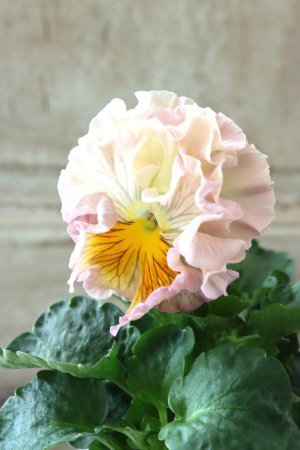 画像3: パンジー〜彩翠華・yuragi〜 No.3