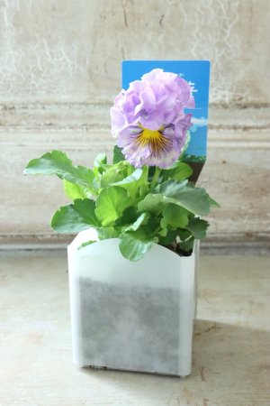 画像4: パンジー〜彩翠華・yuragi〜 No.10