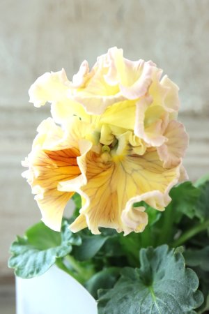 画像2: パンジー〜彩翠華・yuragi〜 No.4