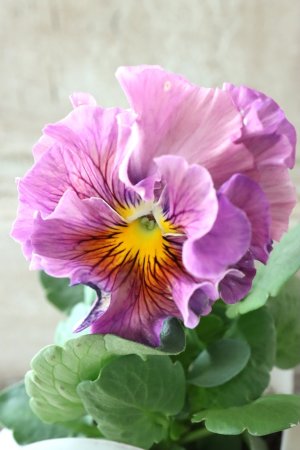 画像3: パンジー〜彩翠華・yuragi〜 No.14