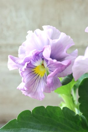 画像2: パンジー〜彩翠華・yuragi〜 No.7