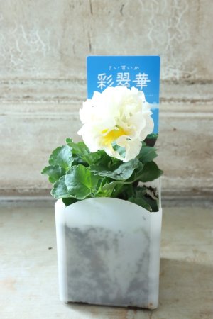 画像4: パンジー〜彩翠華・yuragi〜 No.13