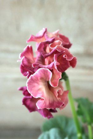 画像4: Robe de Antoinette Rococo〜ローブ・ドゥ・アントワネット ロココ〜 No.38