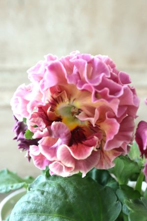 画像2: Robe de Antoinette Rococo〜ローブ・ドゥ・アントワネット ロココ〜 No.39