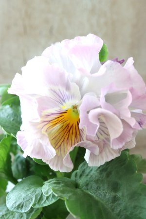 画像1: パンジー〜彩翠華・yuragi〜 No.12