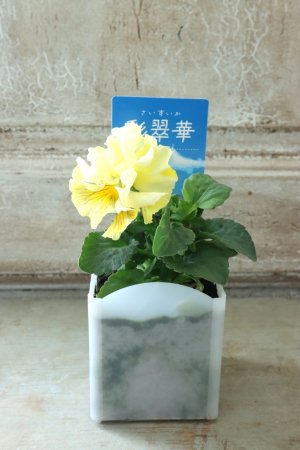 画像4: パンジー〜彩翠華・yuragi〜 No.2