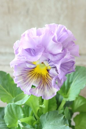 画像3: パンジー〜彩翠華・yuragi〜 No.10