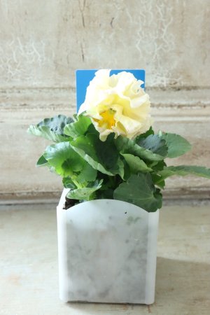 画像4: パンジー〜彩翠華・yuragi〜 No.5