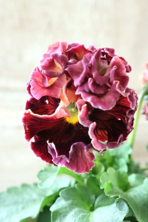 画像3: Robe de Antoinette Rococo〜ローブ・ドゥ・アントワネット ロココ〜 No.40