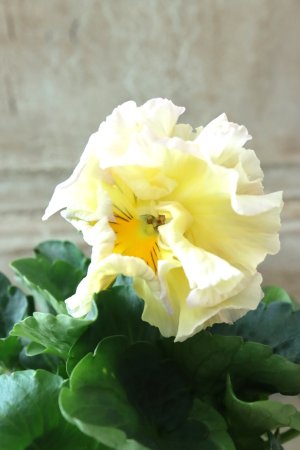 画像2: パンジー〜彩翠華・yuragi〜 No.5